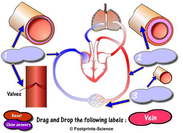 GCSE science animations
